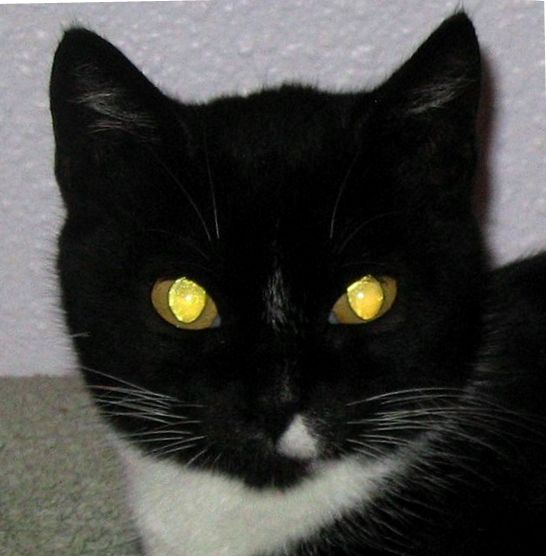 Почему глаза  у кошки светятся 